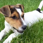 Milano, veterinaria investe un cane e non lo soccorre