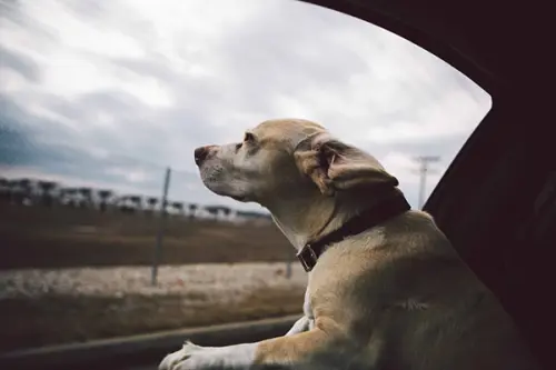 Consigli Utili per Viaggiare con il Cane