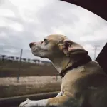 Consigli Utili per Viaggiare con il Cane