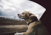 Viaggiare con il Cane